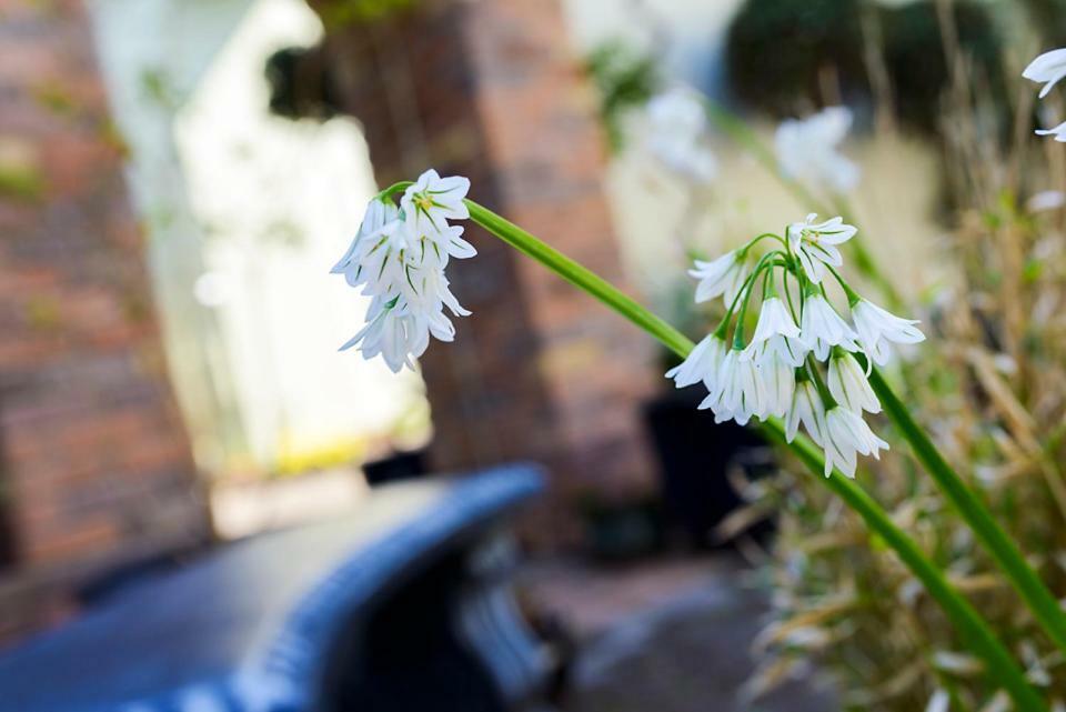 An Capall Dubh B&B Dingle Exterior photo